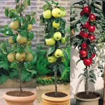 Kashmiri Apple Plant